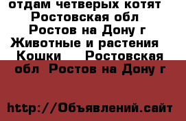 отдам четверых котят - Ростовская обл., Ростов-на-Дону г. Животные и растения » Кошки   . Ростовская обл.,Ростов-на-Дону г.